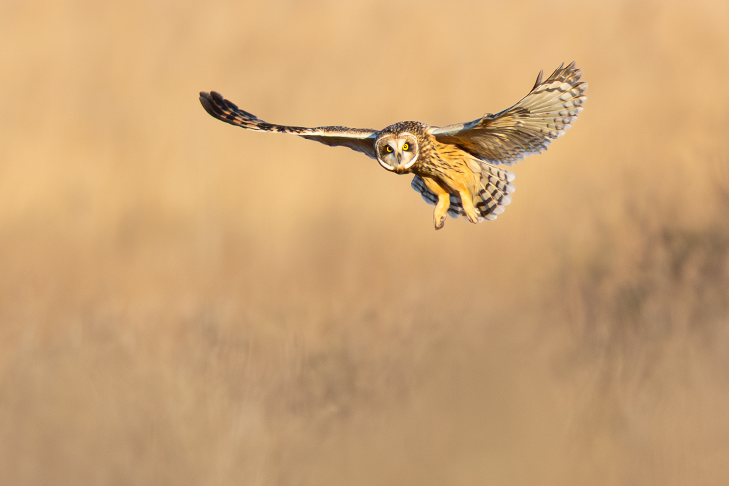 2nd PrizeOpen Nature In Class 1 By Gregory Rinker For Searching JAN-2026.jpg